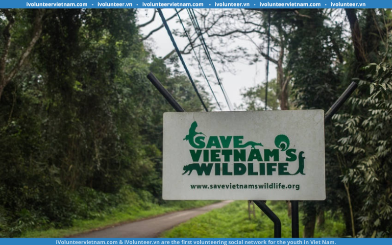 Trung Tâm Bảo Tồn Động Vật Hoang Dã Tại Việt Nam (SVW) Tuyển Thực Tập Sinh Giáo Dục Và Nâng Cao Nhận Thức