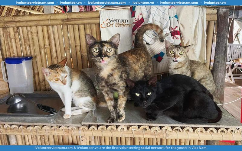 Tổ Chức Vietnam Cat Welfare (VCW) Chính Thức Mở Đơn Tuyển Tình Nguyện Viên